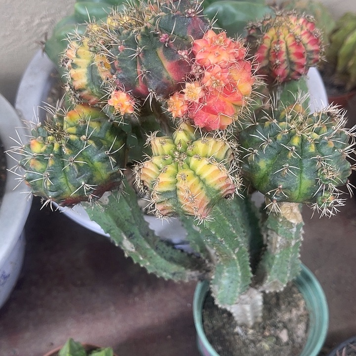 仙人球开花仙人球上