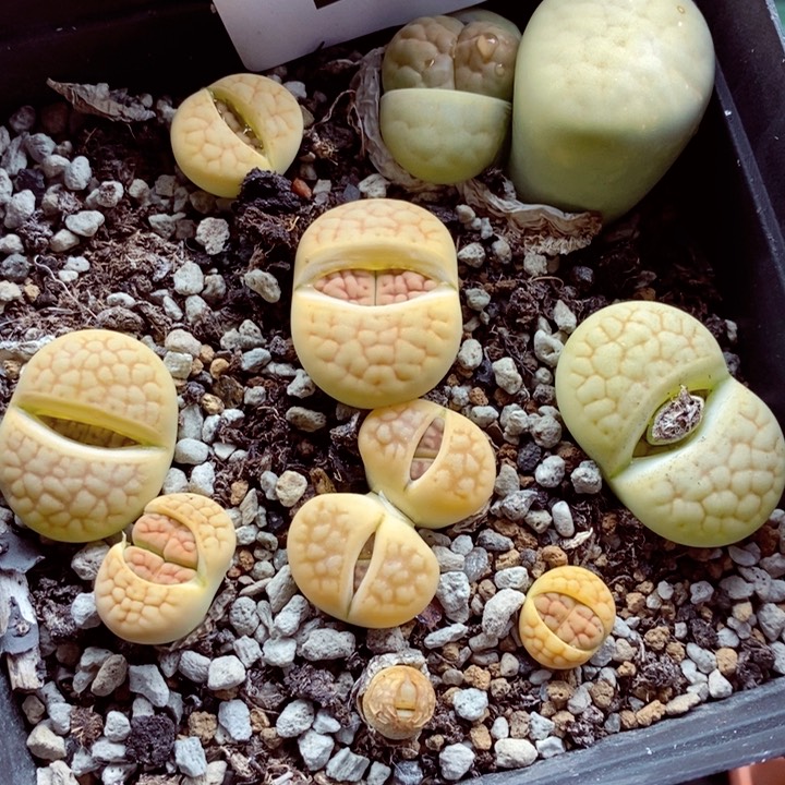 我是一只小小鸟地域鬼136