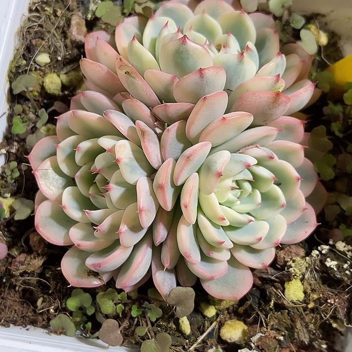 多肉植物忌廉锦1102多肉