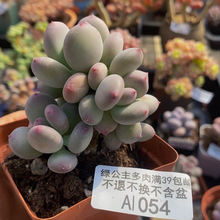 四代苹果奶6vm1054多肉植物
