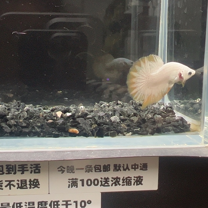 斗鱼跑单拉黑9日46