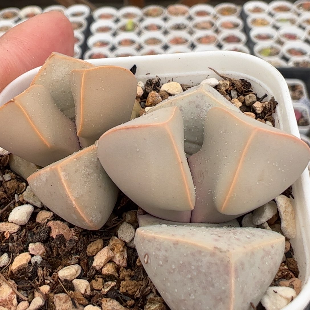 338多肉植物百科