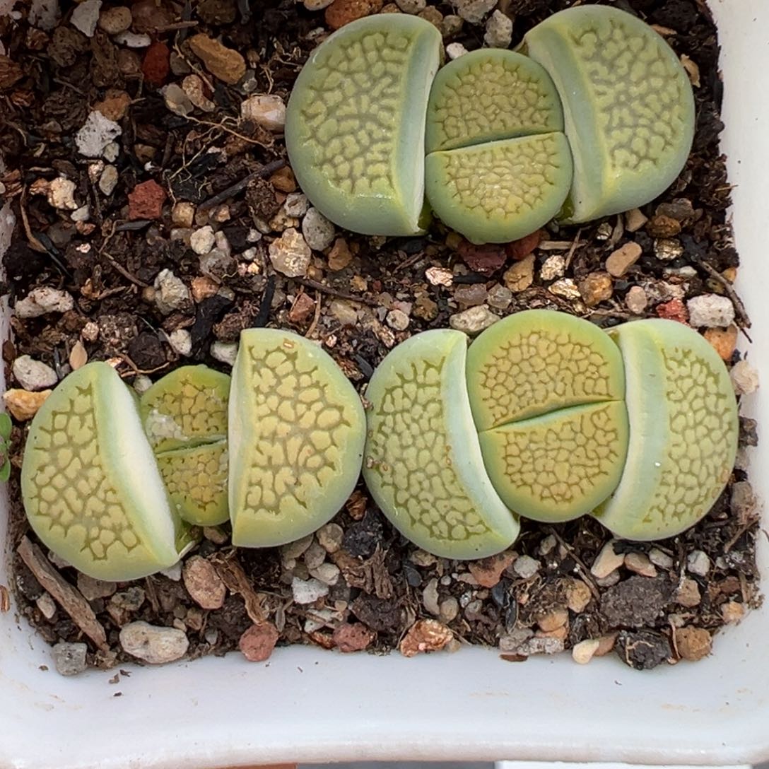 2.9好看的多肉232