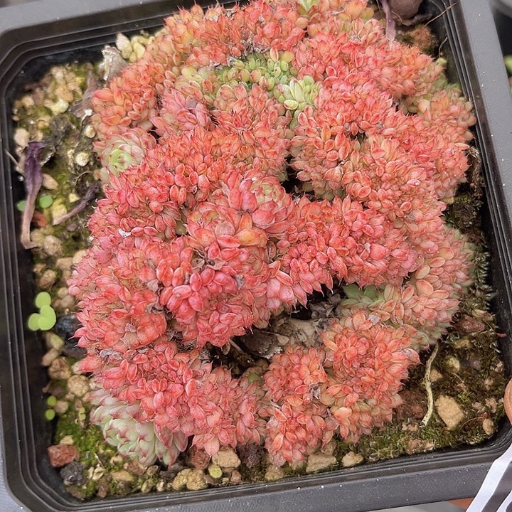 粉姬莲缀0755多肉植物