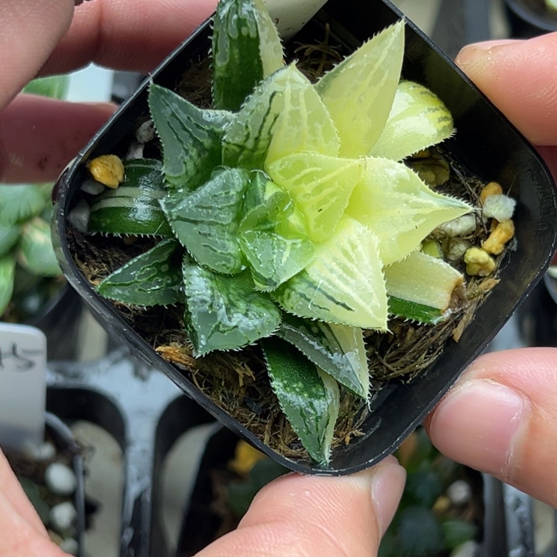 51实生寿锦一物一拍