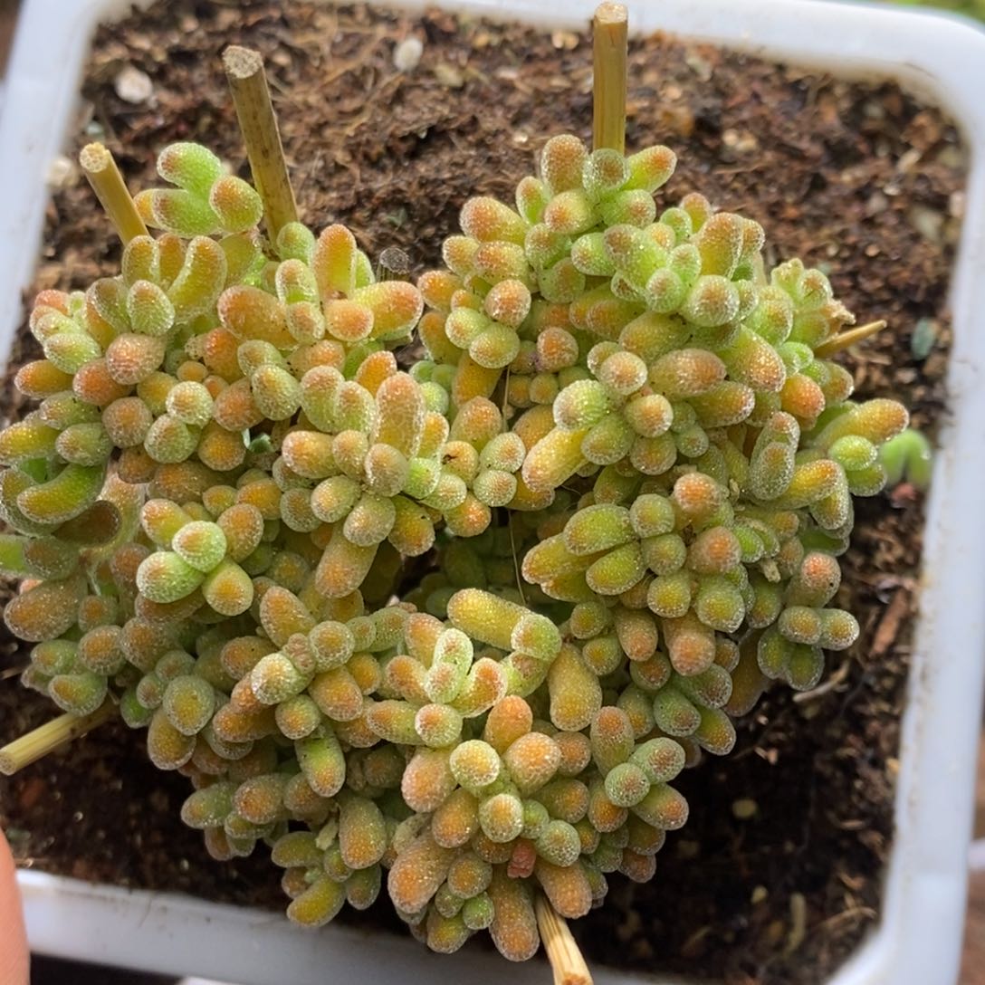 爱心冰晶杂A985枝干番杏