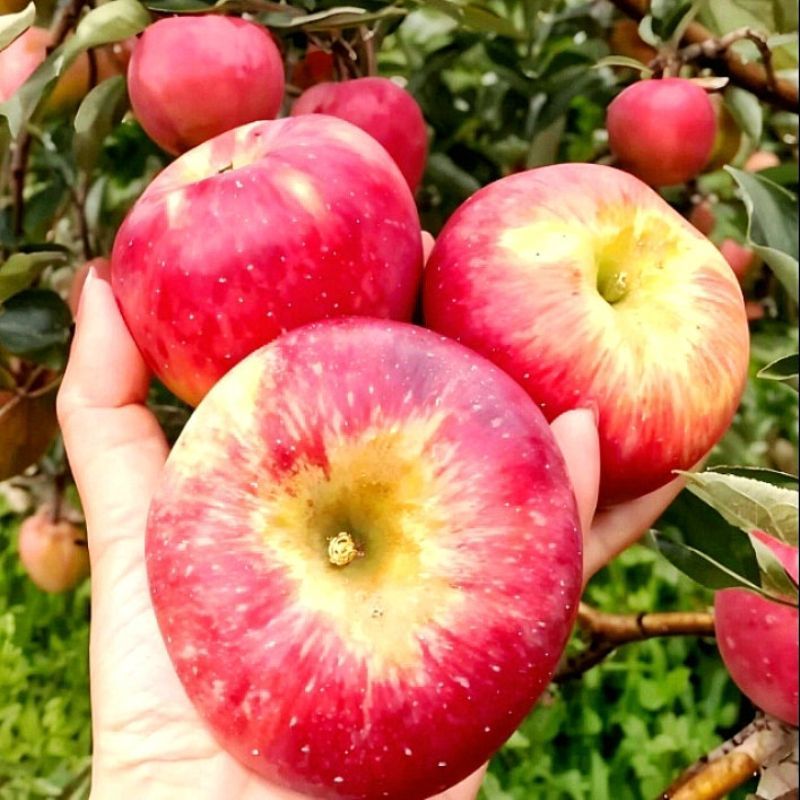 云南昭通冰糖心红露苹果