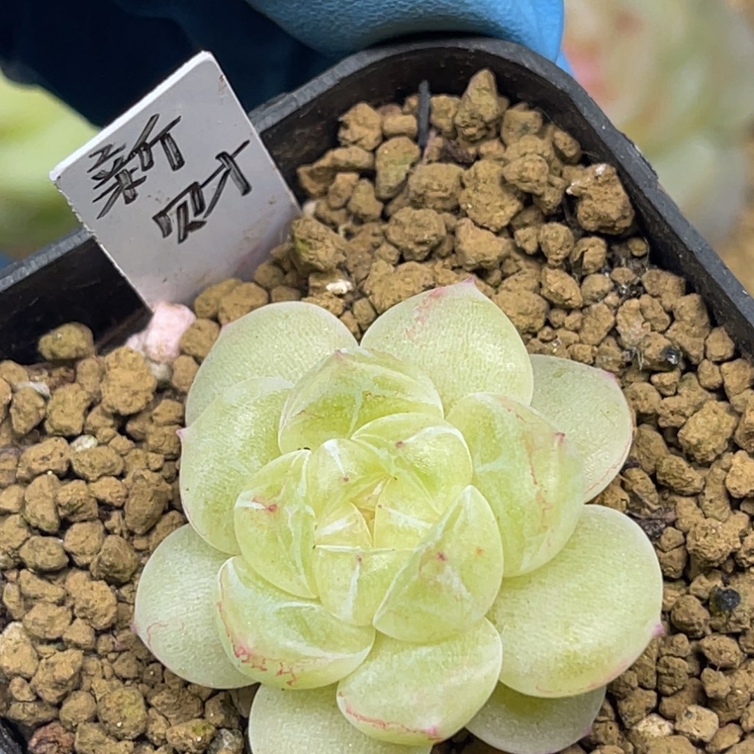 财富密码 新財 福利