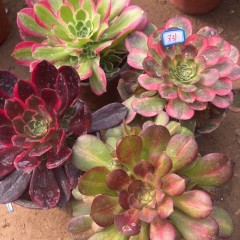 831多肉植物组合