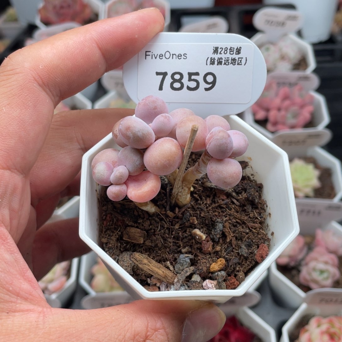 7859亚美桃蛋4.5厘米