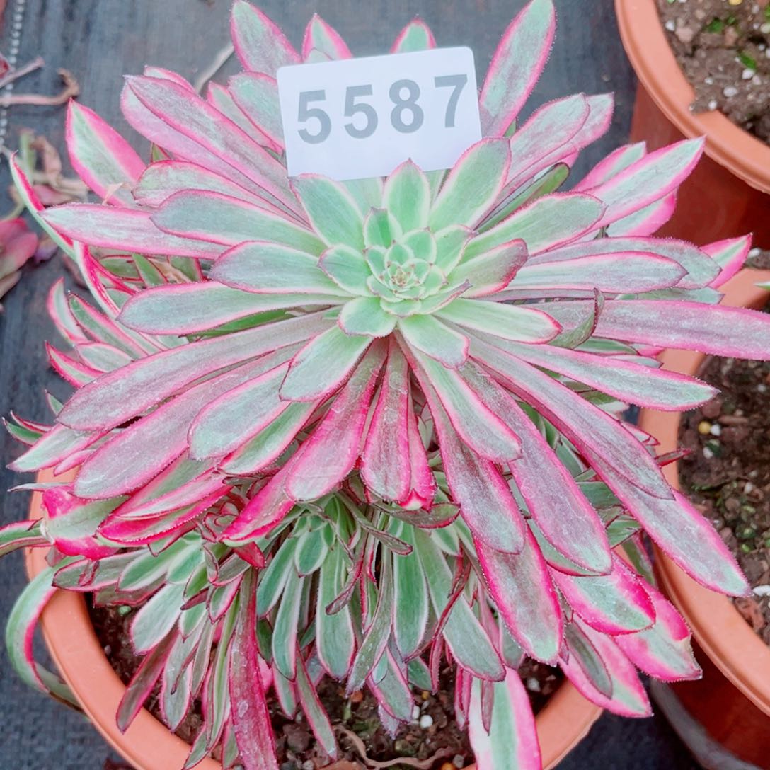 胭脂翡翠多肉发货发货