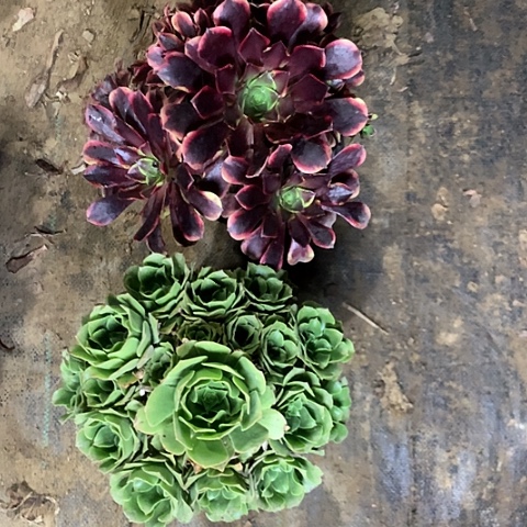 用***3绿羊绒欧嘉莉组合多肉植物70