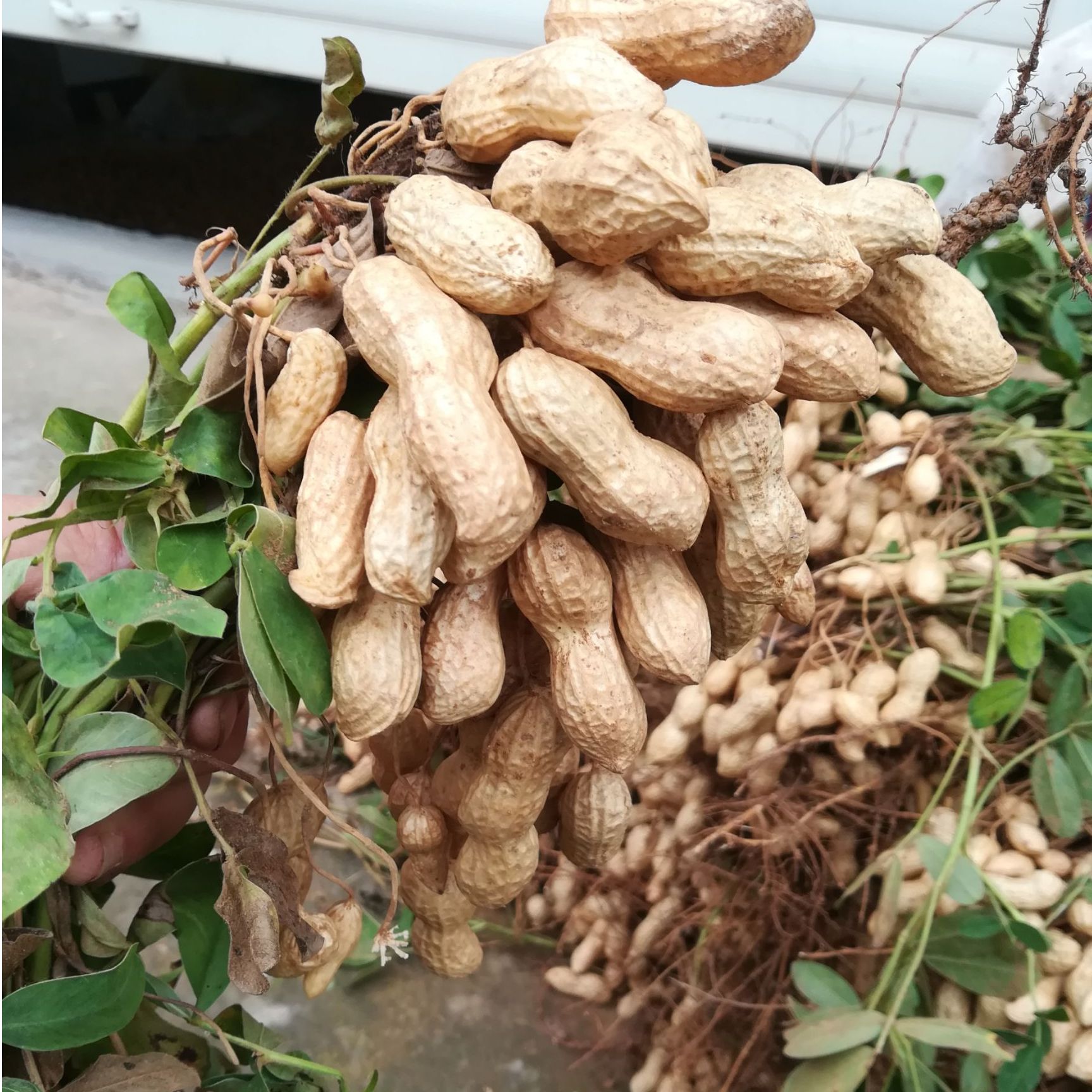 新鲜带壳鲜花生现挖可水煮生吃农家自种五斤装