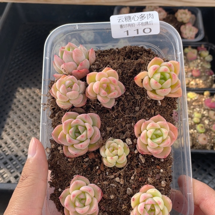 云糖心多肉植物110