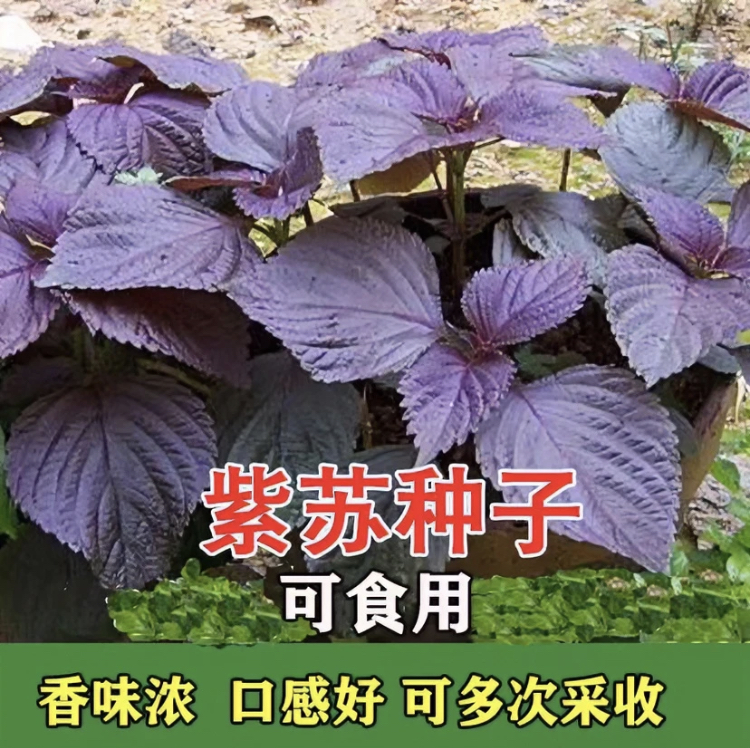 【紫苏种子】四季种植盆栽地栽阳台小院种植