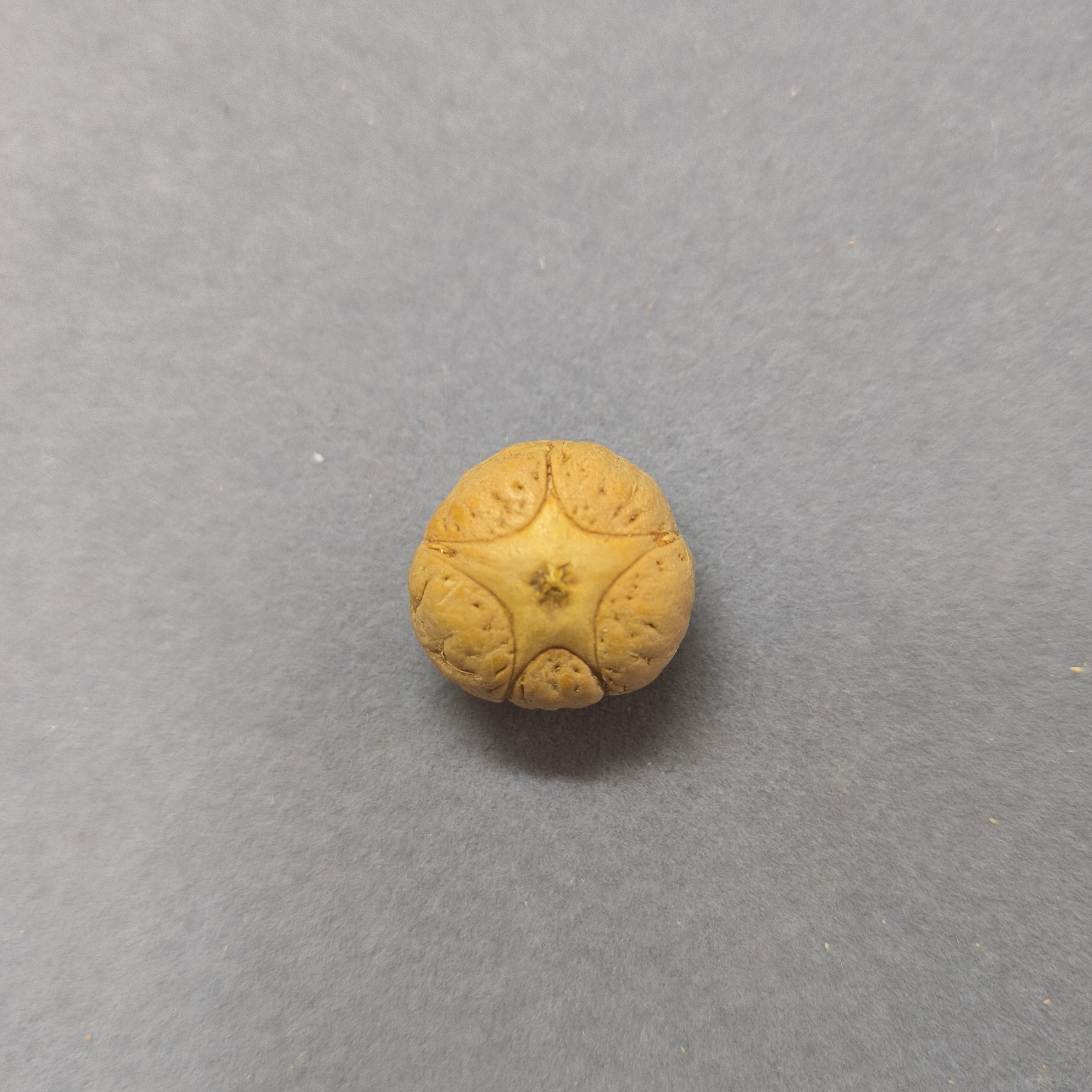 【WF520044】直径20mm厚15mm五星单颗尼泊尔凤眼菩提