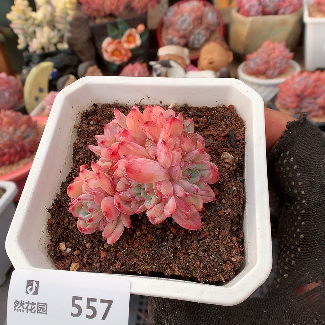557仙恩多肉植物3666