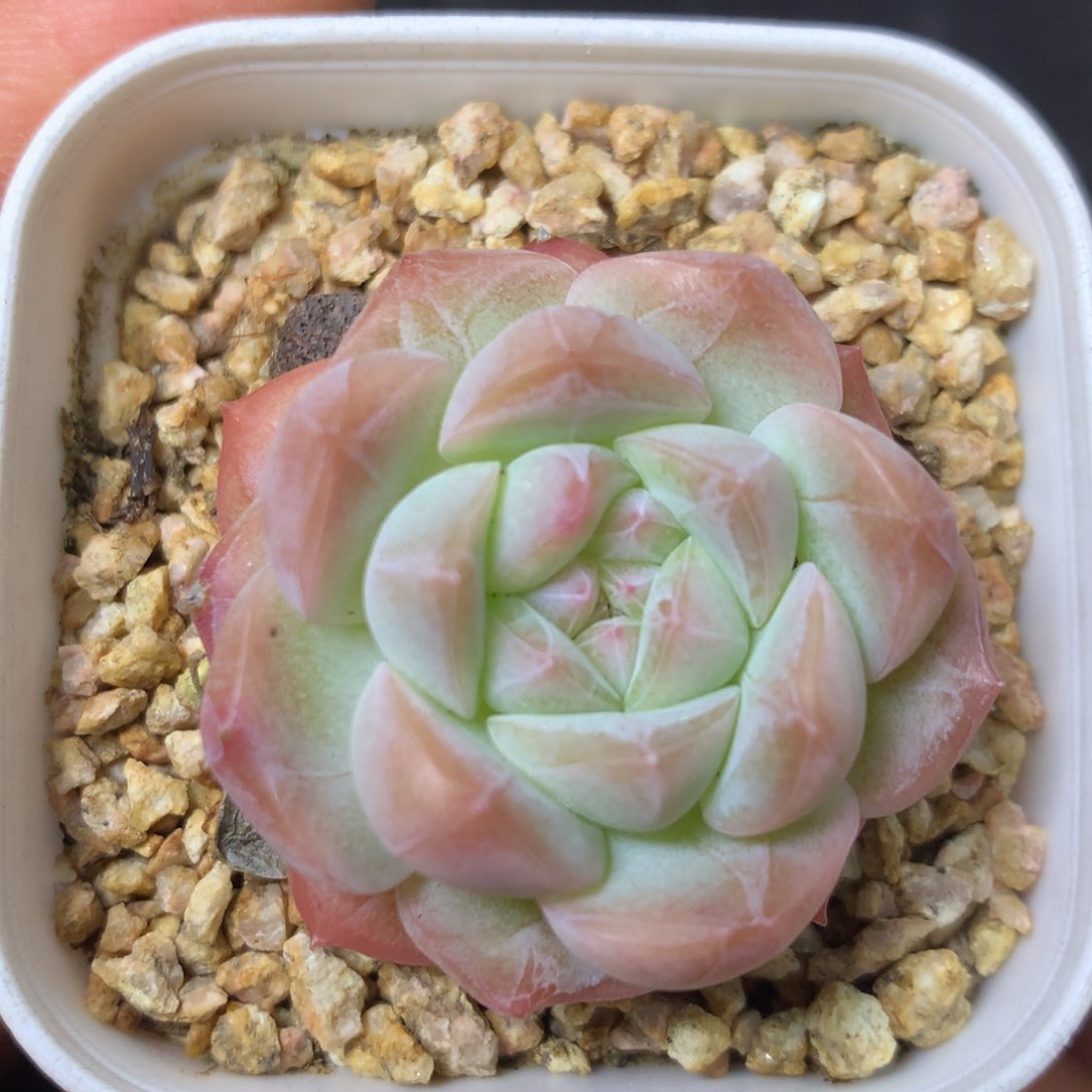 3 精品多肉一物一拍