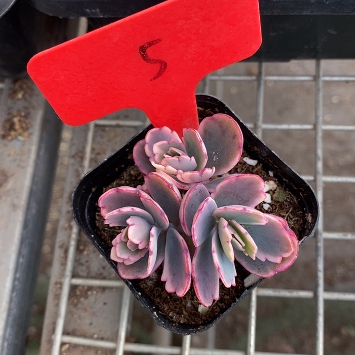 伯克利和格蕾纳的