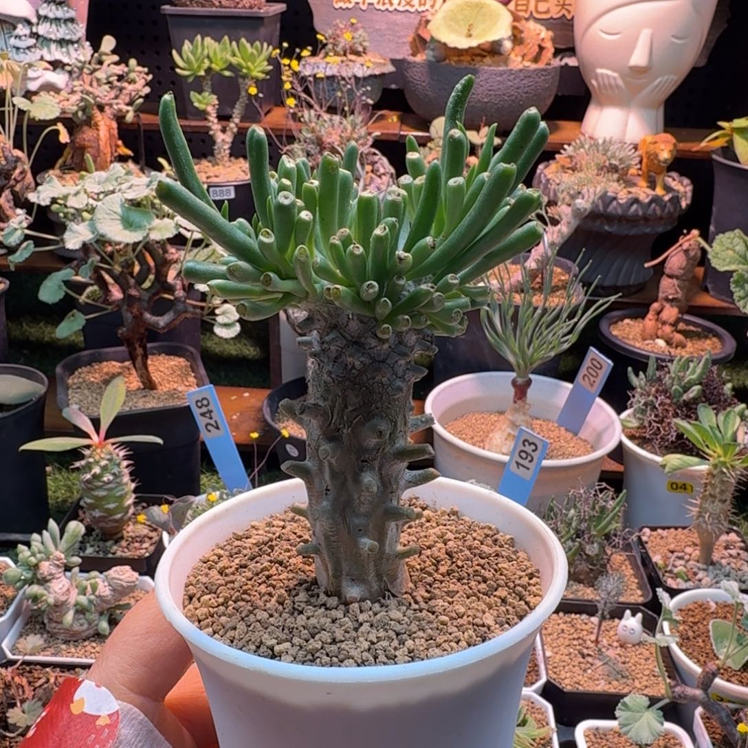 钟556馗仙人掌仙人掌