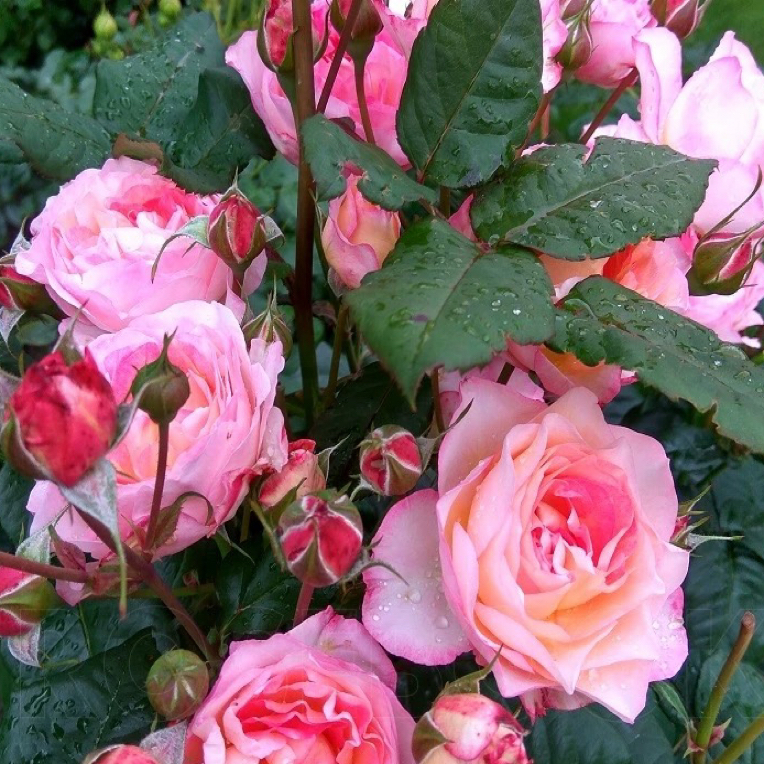 斯塔尔夫人 法国月季/丝带夫人 妖艳复色长势旺四季花 马萨德作品