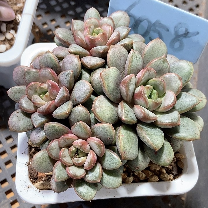 多肉植物葡萄6058