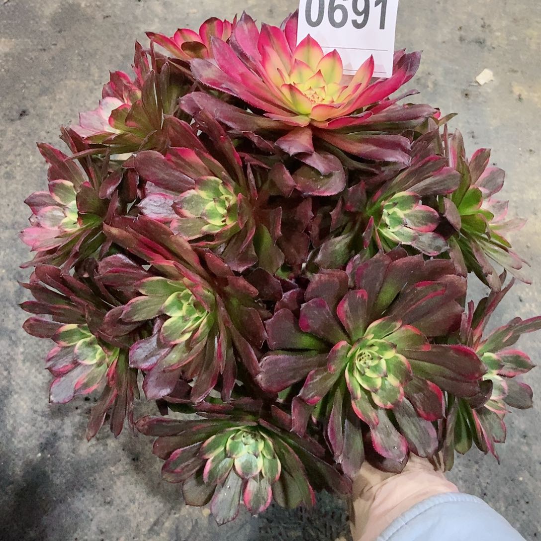 红陶0691烟花妖3多肉