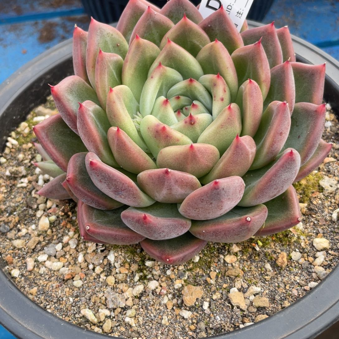 无花朵若如东云单拍D441