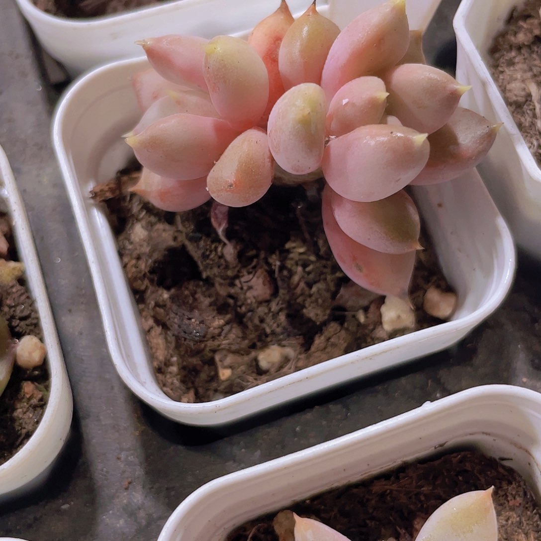 红象牙w010一物一拍