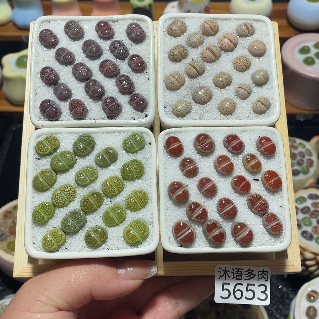 带盆土植物 一物一拍5653