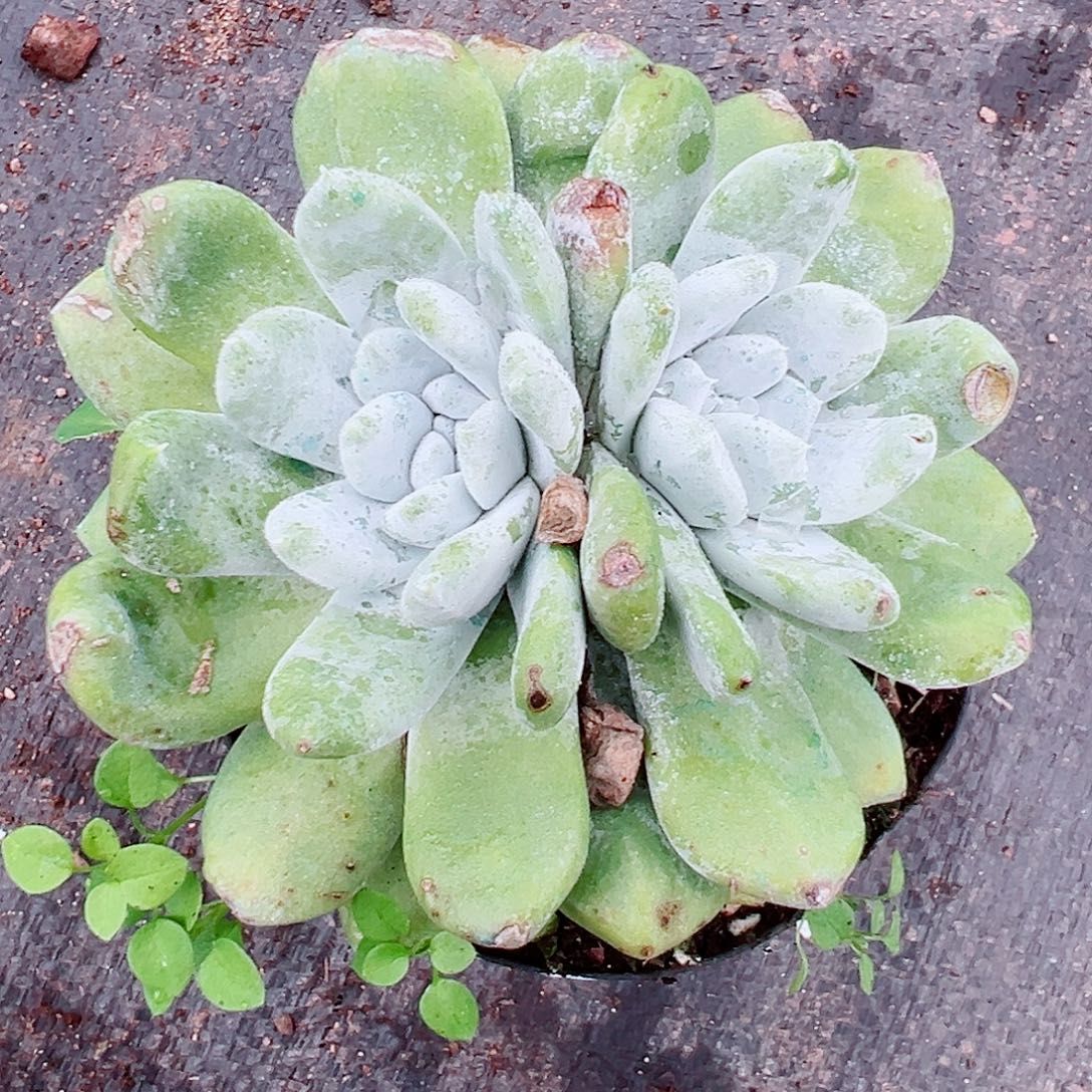 8082拇指杂交仙女杯