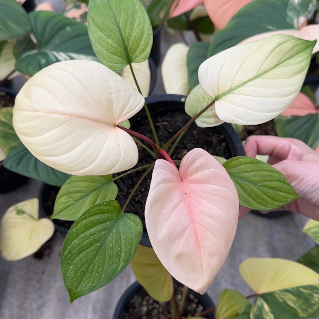 R305-1223薄荷锦千年健