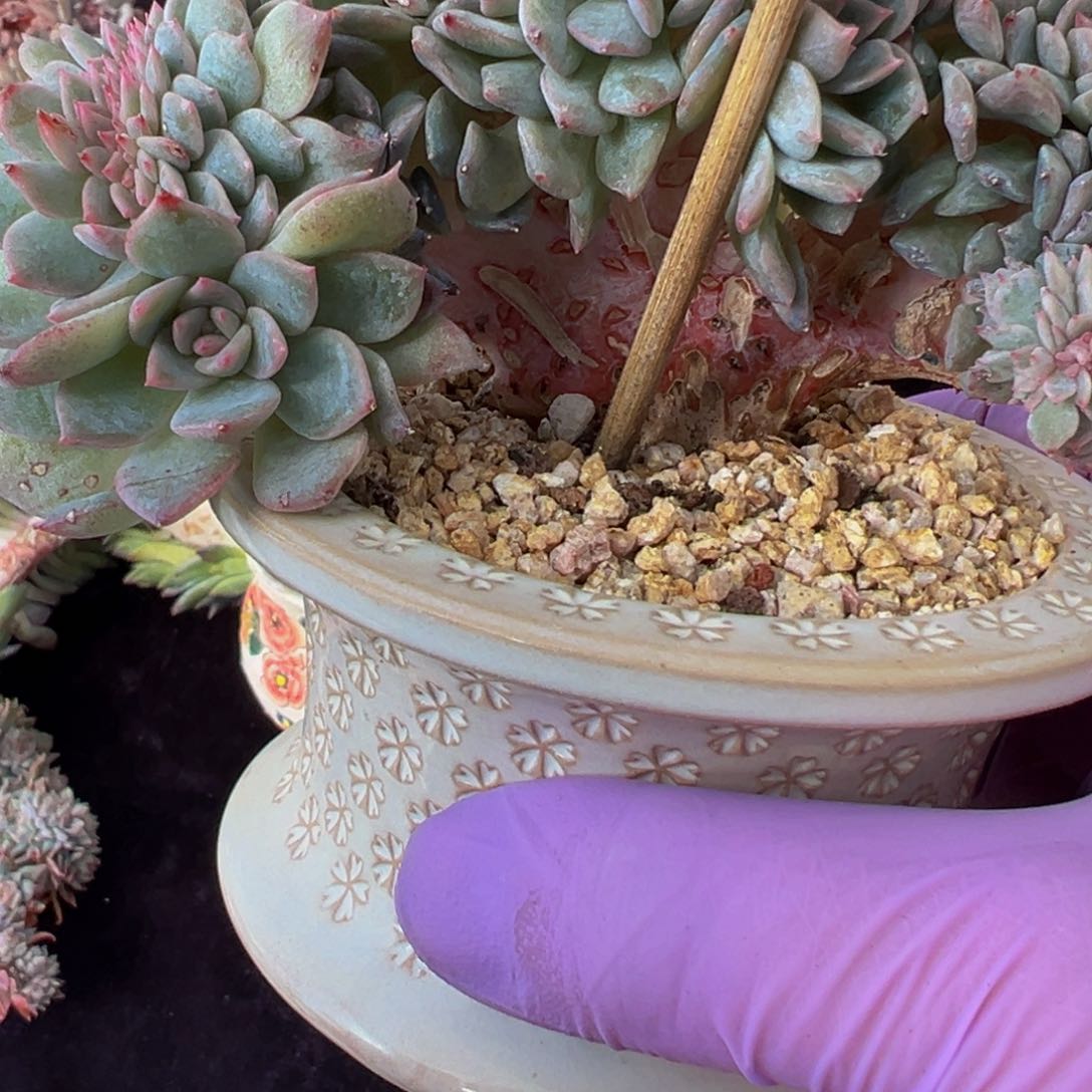 荷花 新年快乐 新年快乐