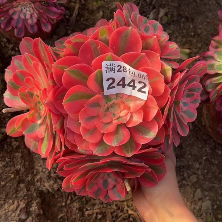 2442女巫多肉植物