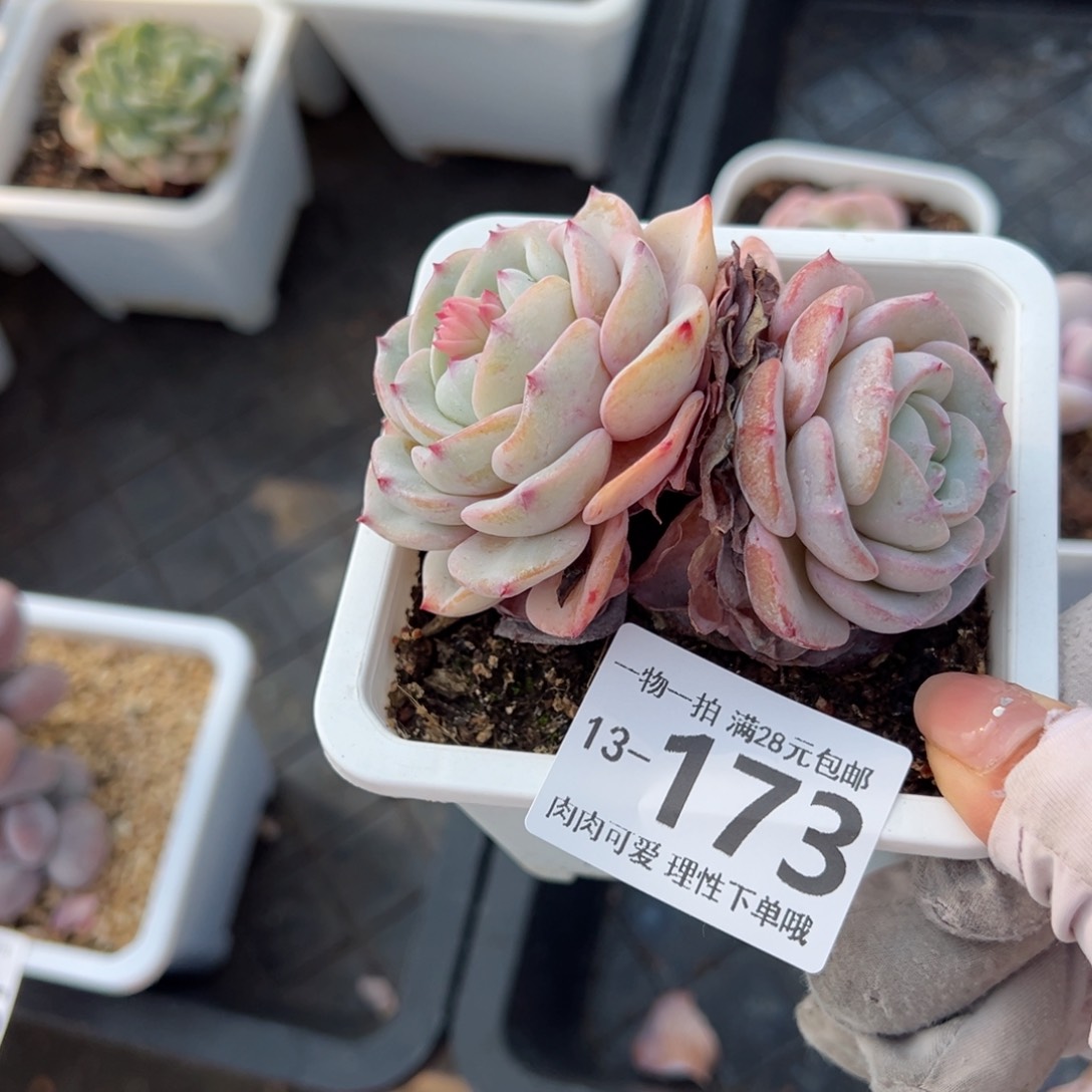 勃朗峰多肉多肉多肉多肉