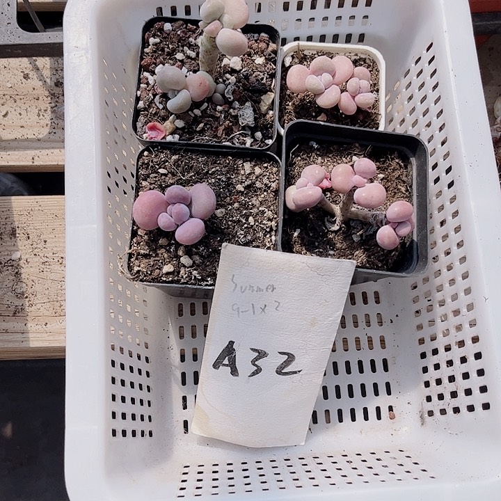 阿**?32密密麻麻密密麻麻