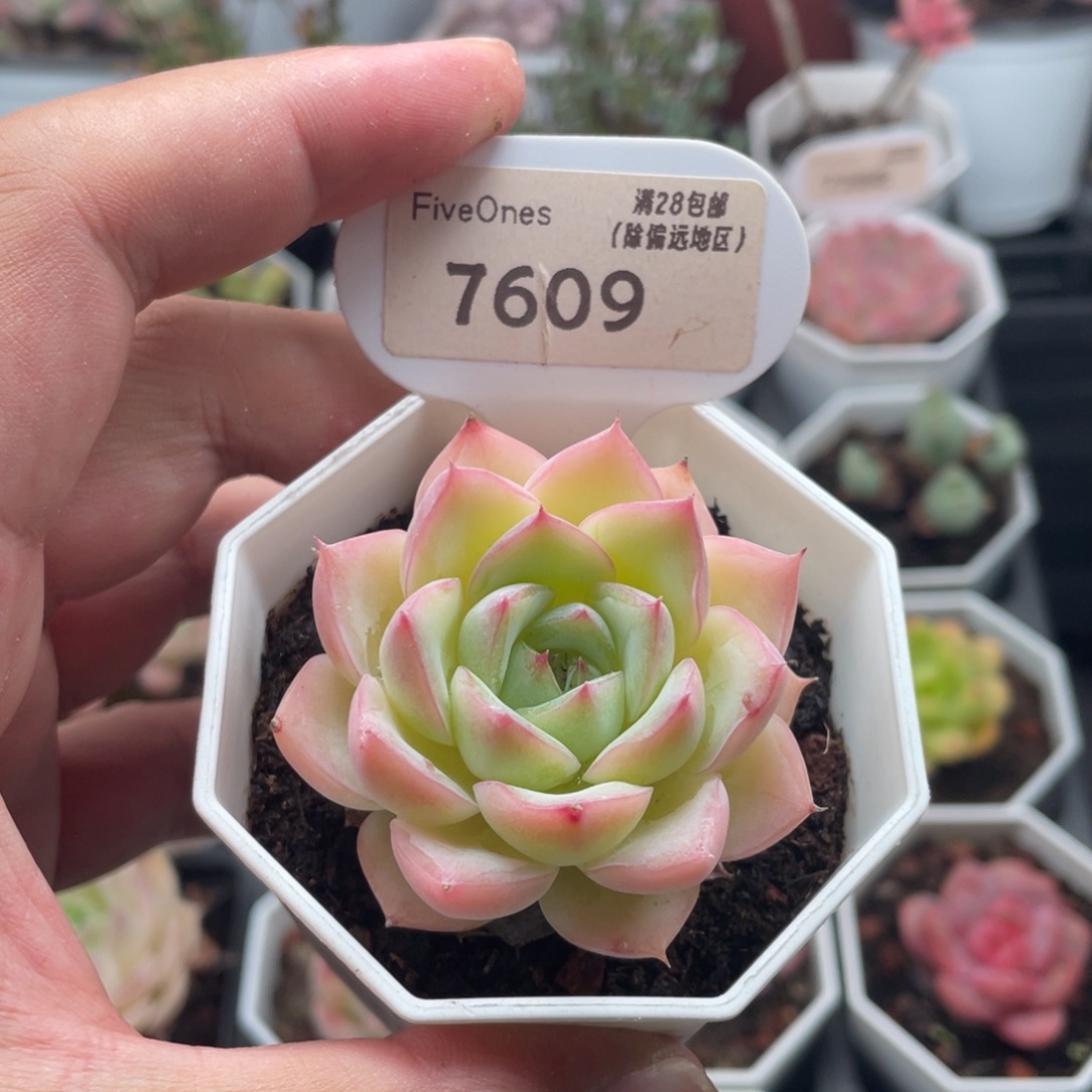 水晶玫瑰7609-5厘米