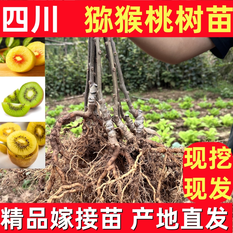 四川红心猕猴桃树果苗南方水果树苗大全种植盆栽地栽软枣弥猴桃苗