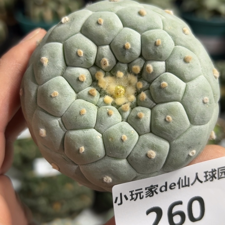 260可节后发货 可帮发根