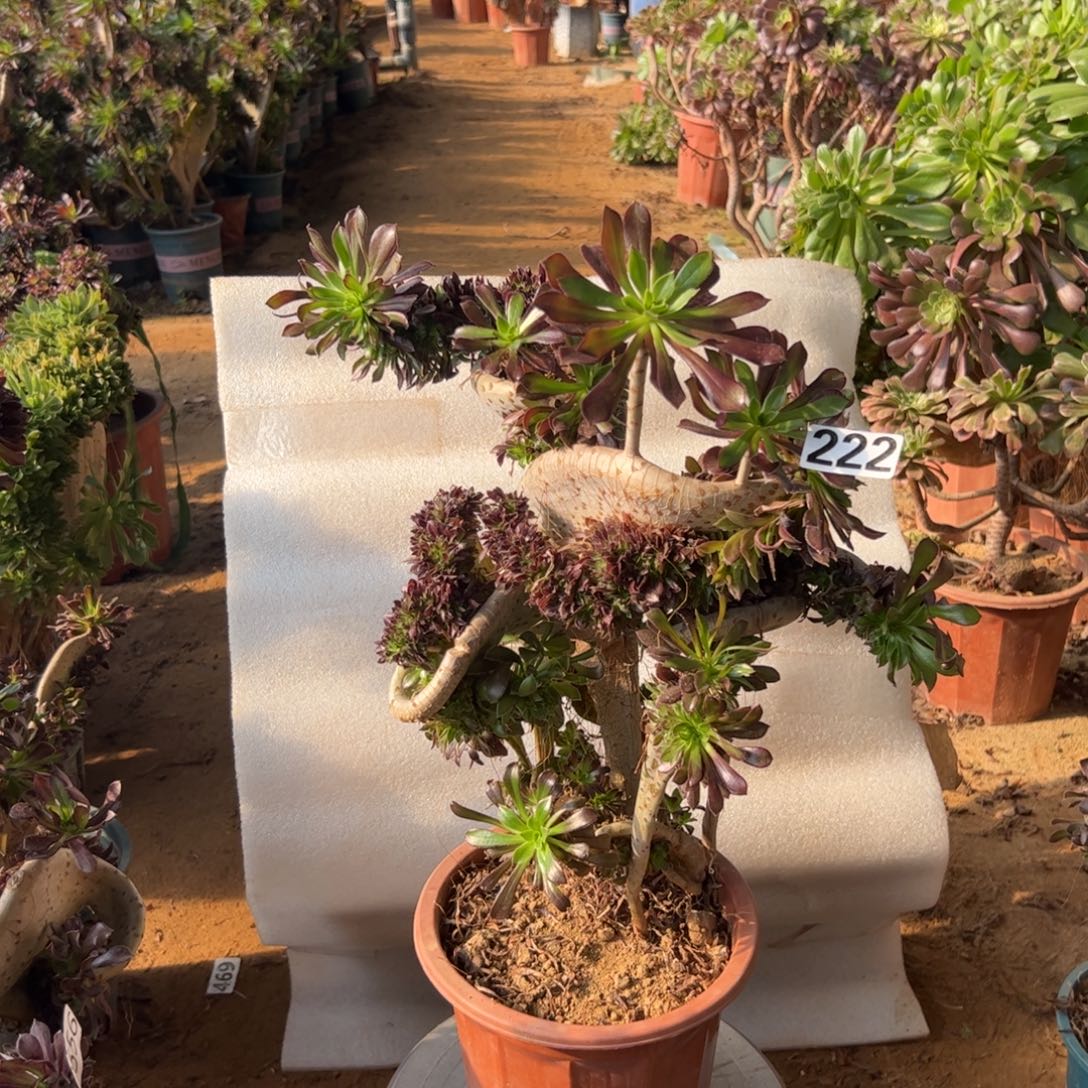 有伤黑缀222高度40厘米