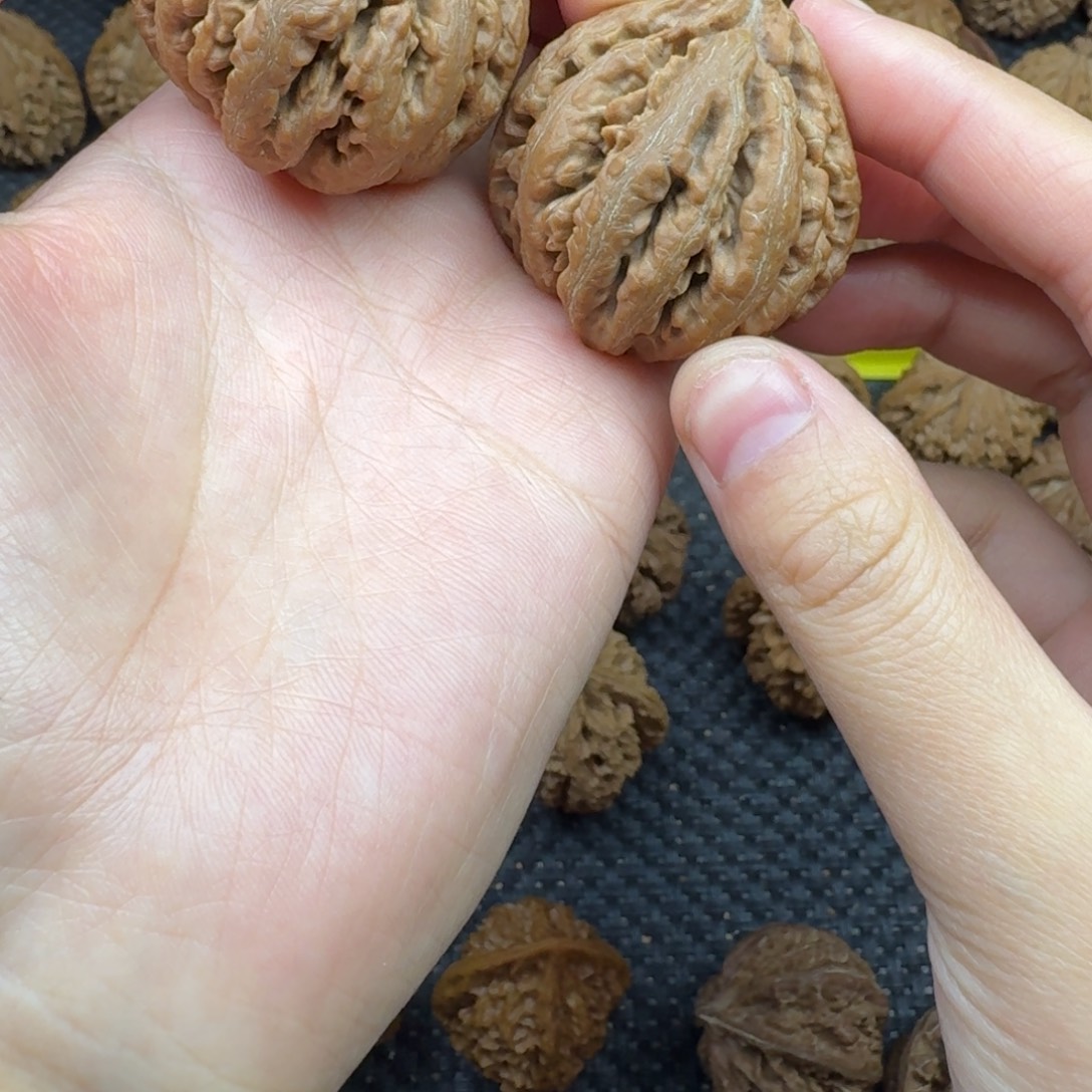 核桃38粗筋灯笼秦岭
