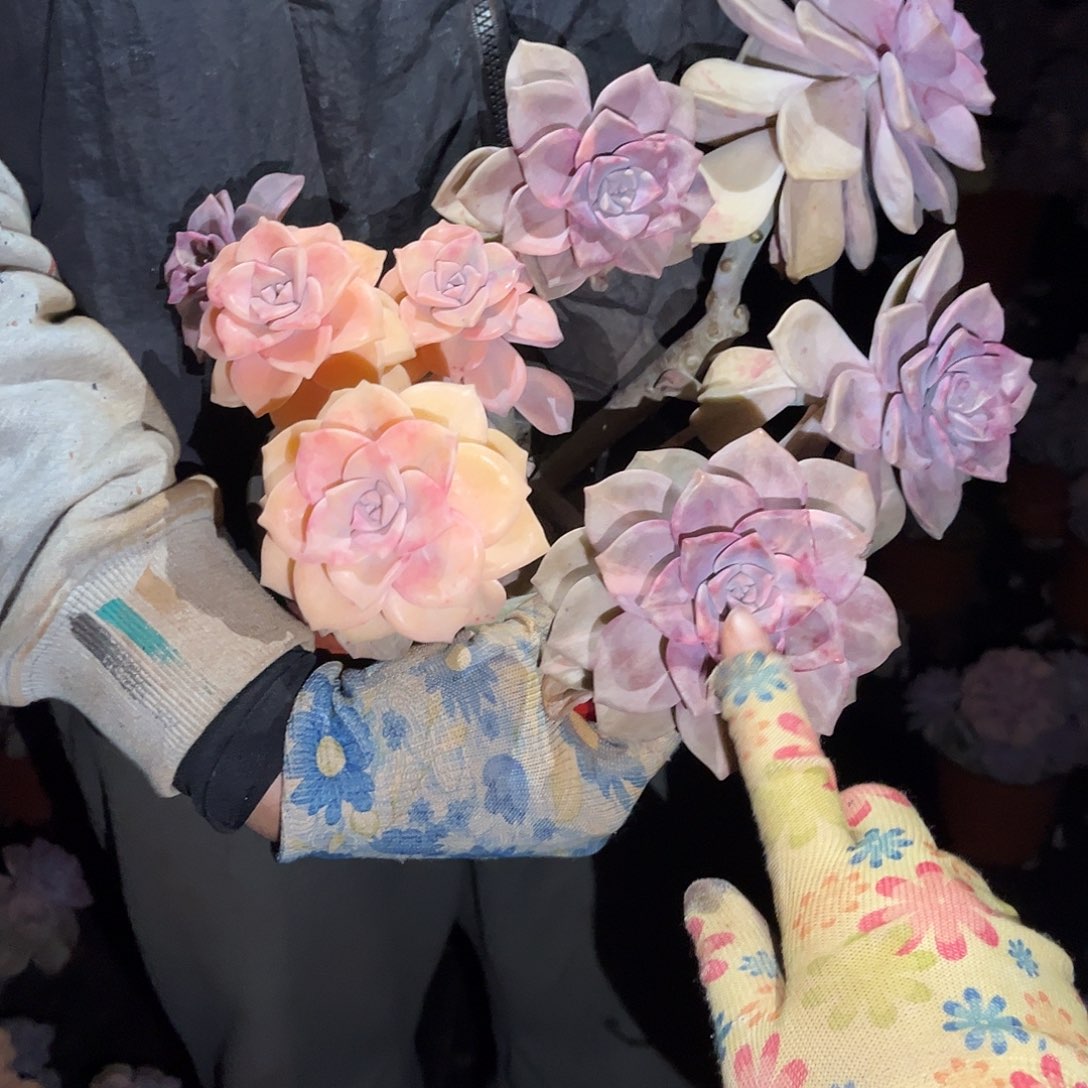 悟***9多肉植物紫乐景c68