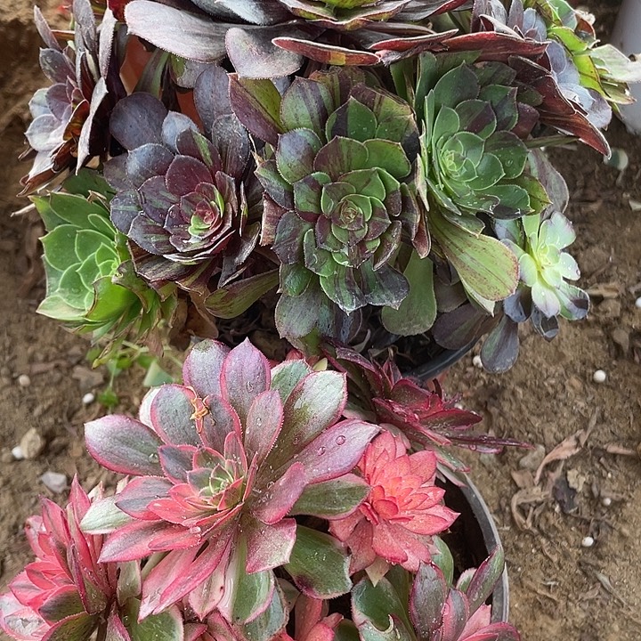 708组合无售后多肉植物