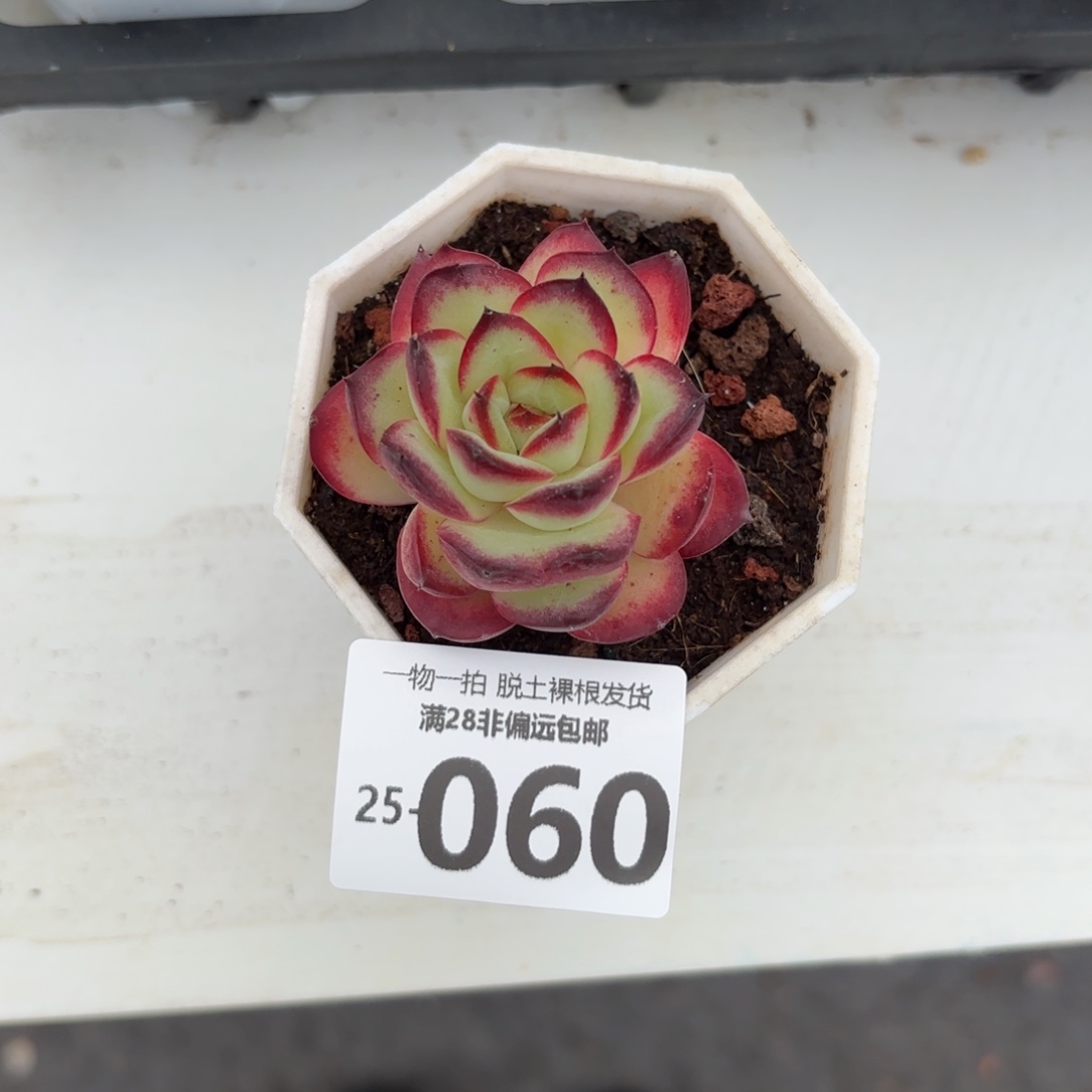 肉酱玫瑰单头多肉多肉