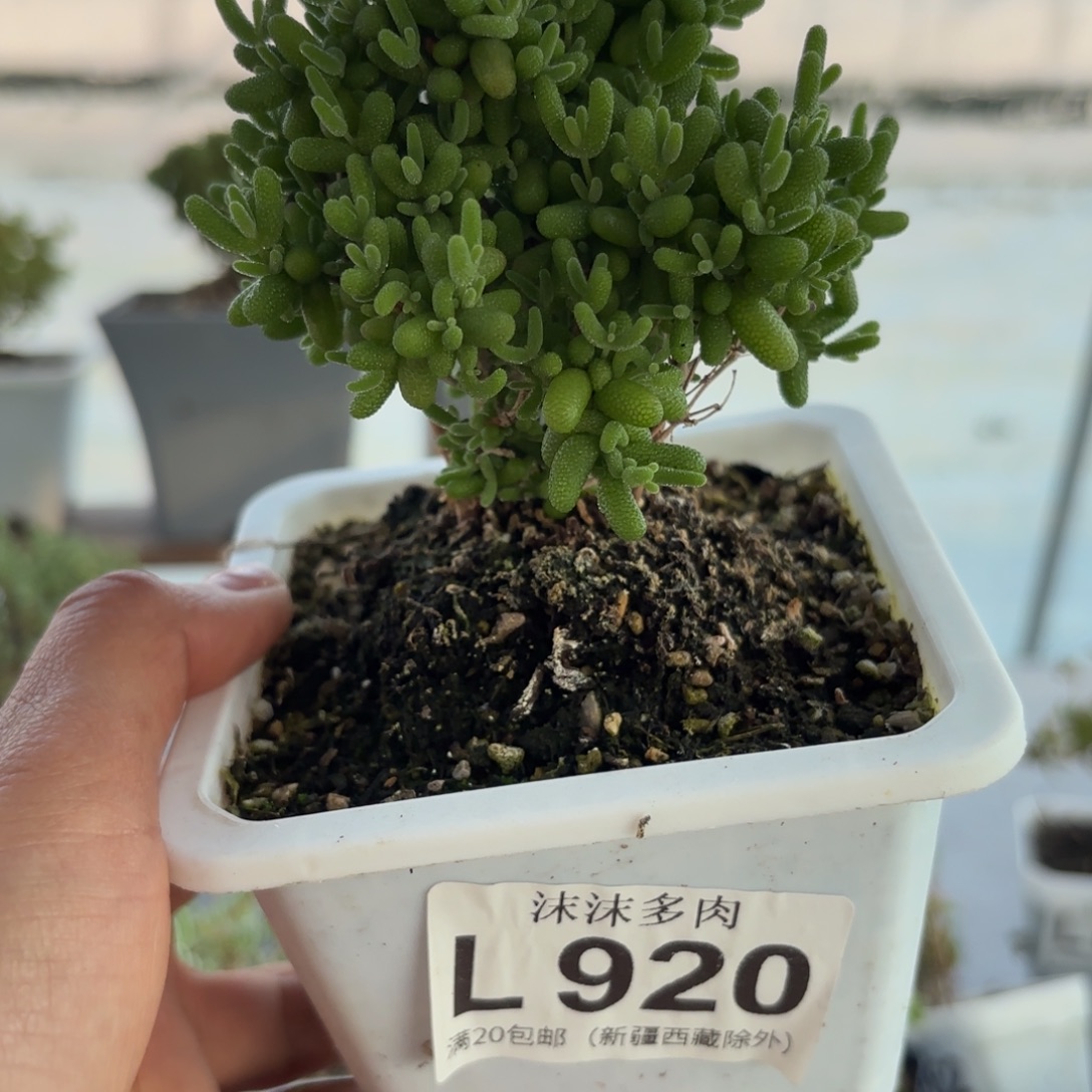 920蜜橘糖球枝干哦