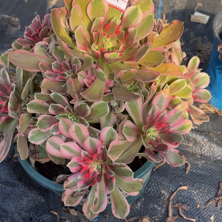 何***319男神多肉植物法师