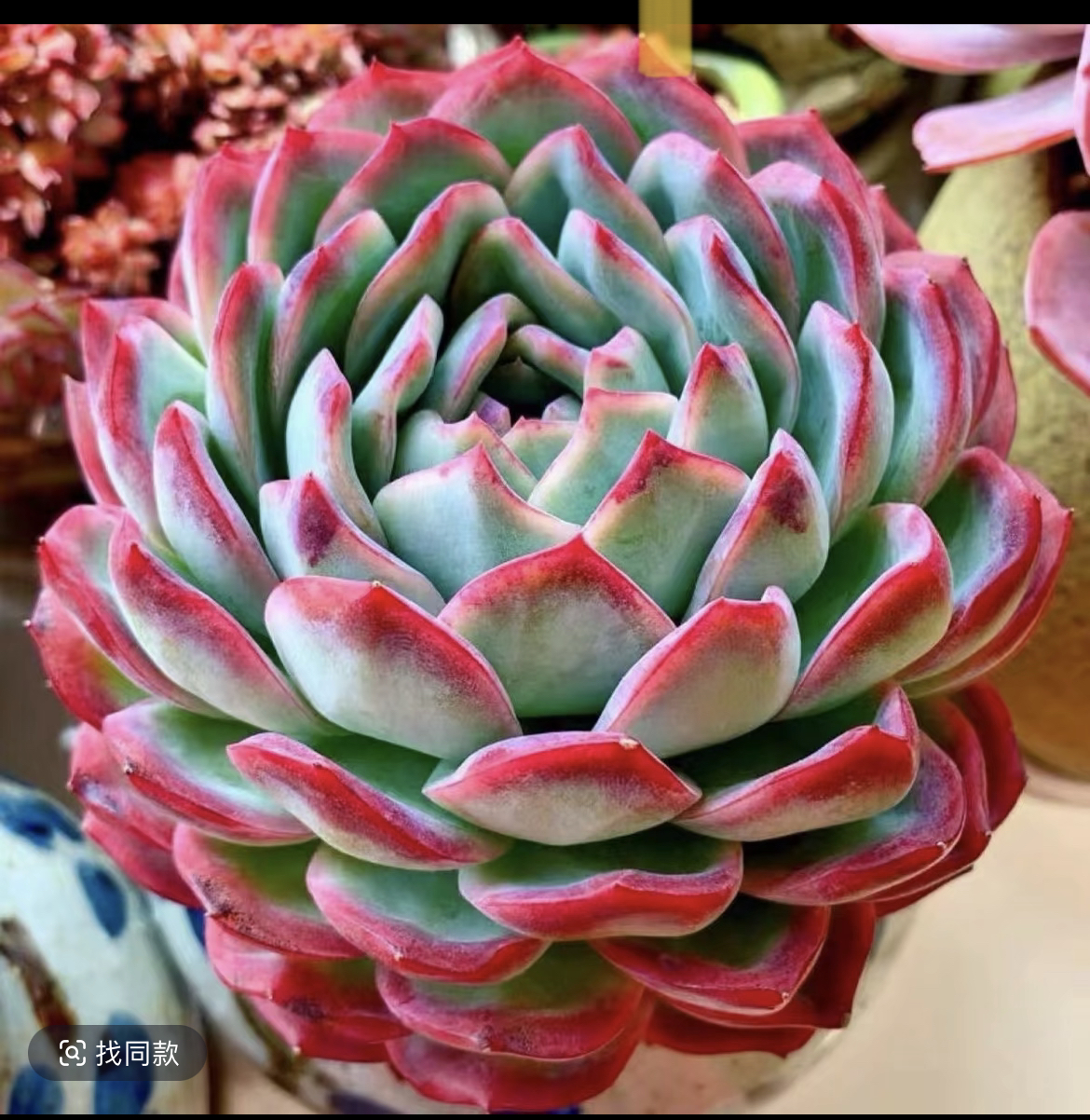 精品中号侧影多肉老桩新手好养