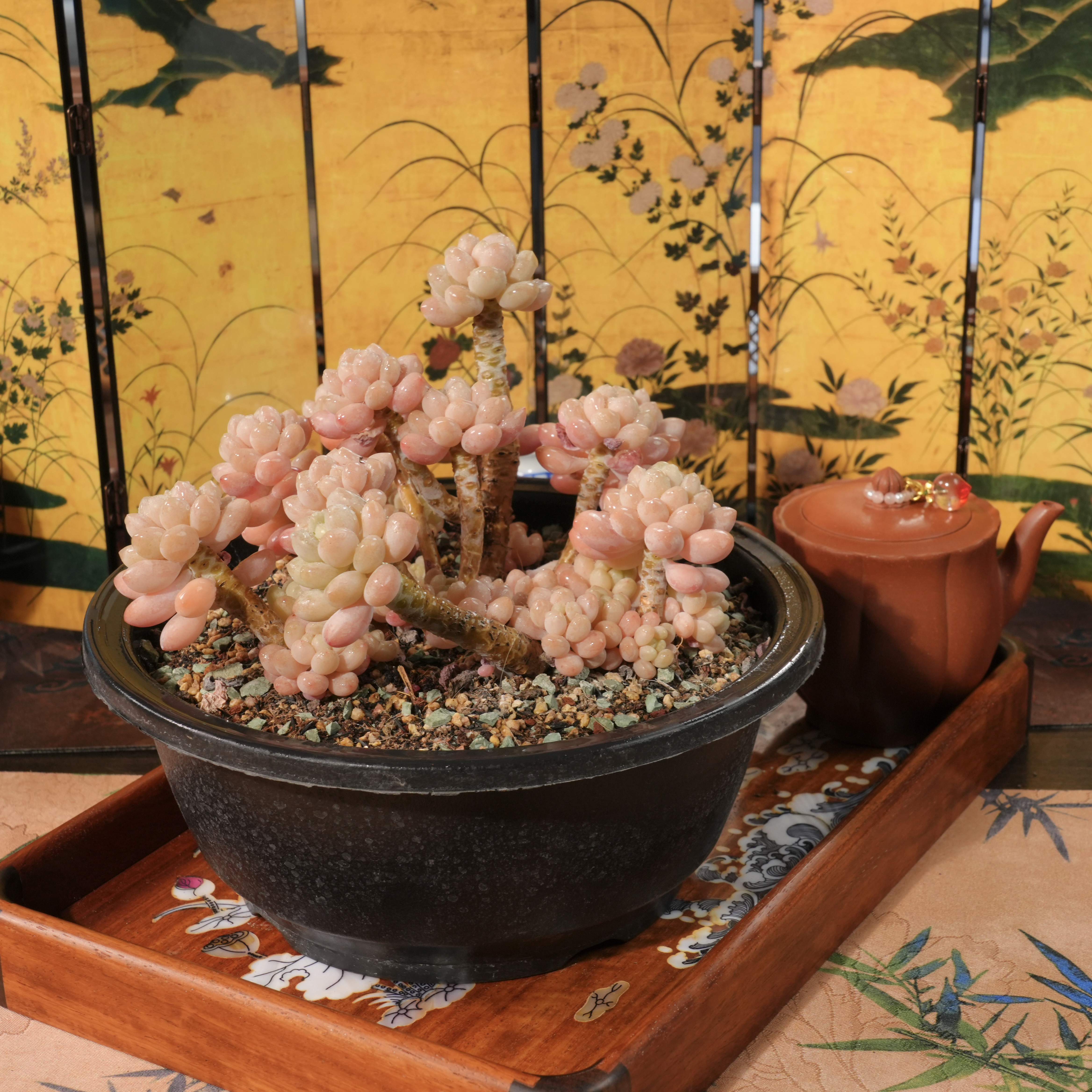 【从前慢甄选】大号鱼子酱多肉  量拍链接