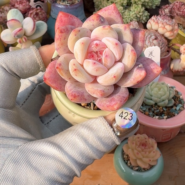 423 多肉含盆土 30元包邮 除偏远