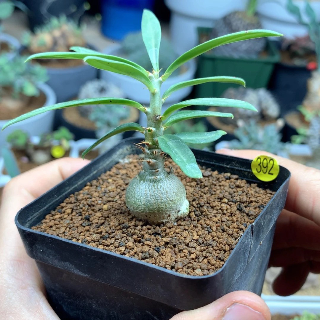 实生天马空棒槌带盆